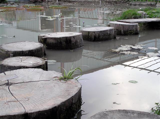 Stepping stones through the Lotus pond